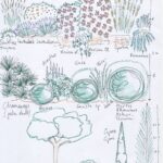 Alturas y formas de plantas